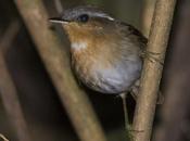 Chupadientes (Rufous Gnateater) Conopophaga lineata