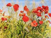 Amapolas como mariposas