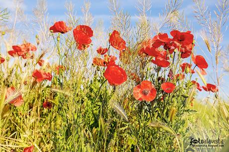 Crecieron las amapolas... en el campo- Fotografía artística