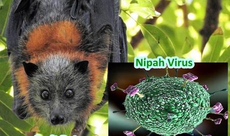 Tres nuevas preocupaciones virológicas: Nipah, polio y gripe
