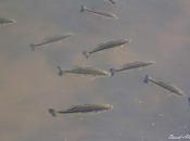 Especies invasoras visitantes inesperados