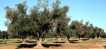 Que saber sobre la bacteria Xylella fastidiosa.