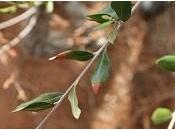 Jornada sobre Xylella fastidiosa Córdoba