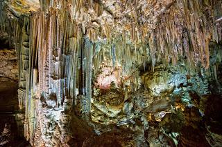 Nueva especie descrita en la Cueva de Nerja (Málaga)