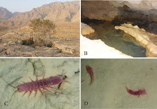 Nueva especie de crustáceo en cuevas de Irán
