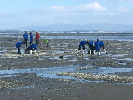 La Escuela de Fútbol Base AFA Angola marisqueando en Cambados