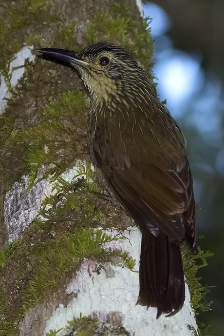 Trepador oscuro (Planalto Woodcreeper) Dendrocolaptes platyrostris Trepador oscuro (Planalto Woodcreeper) Dendrocolaptes platyrostris