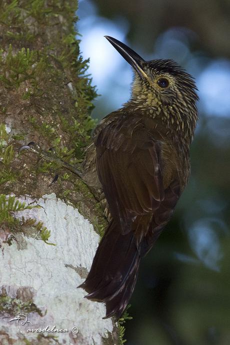 Trepador oscuro (Planalto Woodcreeper) Dendrocolaptes platyrostris