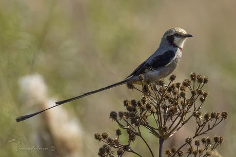 Yetapá grande (Streamer-tailed Tyrant) Gubernetes yetapa