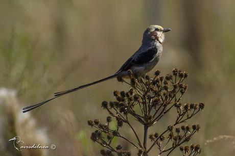 Yetapá grande (Streamer-tailed Tyrant) Gubernetes yetapa