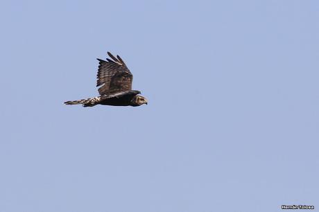 Laguna de Monte (marzo 2018)