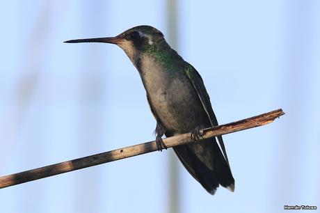Laguna de Monte (marzo 2018)