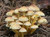 Insecticida hecho hongos, puede dejar obsoletos pesticidas convencionales.