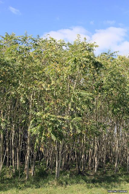 Árbol del cielo (Ailanthus altissima)