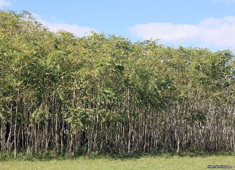 Árbol del cielo (Ailanthus altissima)