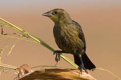 Varillero congo (Chestnut-capped Blackbird) Chrysomus ruficapillus