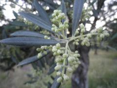 Flores del 15 de junio