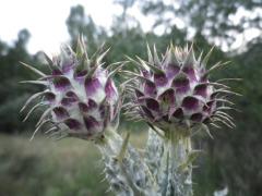 Flores del 15 de junio