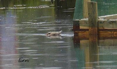 PASEANDO POR LAS MARISMAS DE ASTILLERO