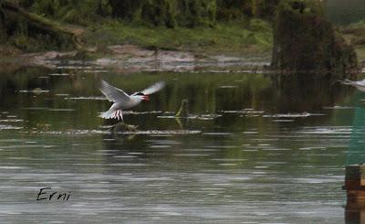 PASEANDO POR LAS MARISMAS DE ASTILLERO