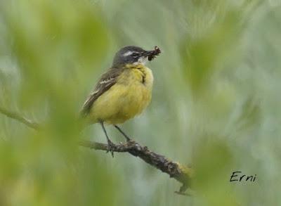 PASEANDO POR LAS MARISMAS DE ASTILLERO