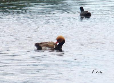 PASEANDO POR LAS MARISMAS DE ASTILLERO