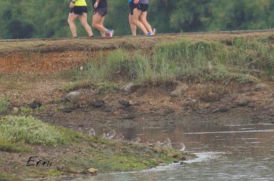 PASEANDO POR LAS MARISMAS DE ASTILLERO