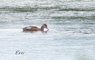 PASEANDO POR LAS MARISMAS DE ASTILLERO
