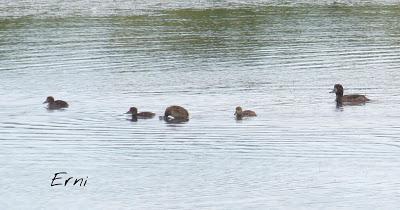 PASEANDO POR LAS MARISMAS DE ASTILLERO