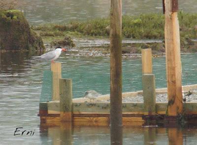 PASEANDO POR LAS MARISMAS DE ASTILLERO