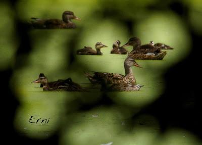 PASEANDO POR LAS MARISMAS DE ASTILLERO