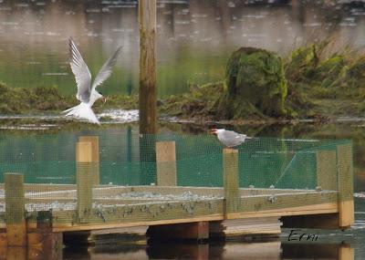 PASEANDO POR LAS MARISMAS DE ASTILLERO