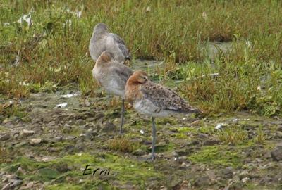 PASEANDO POR LAS MARISMAS DE ASTILLERO