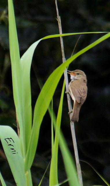 PASEANDO POR LAS MARISMAS DE ASTILLERO