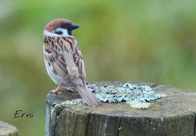 PASEANDO POR LAS MARISMAS DE ASTILLERO