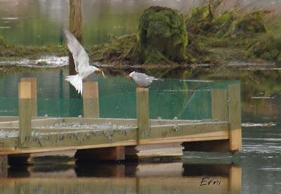 PASEANDO POR LAS MARISMAS DE ASTILLERO