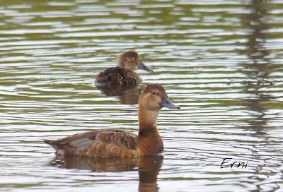 PASEANDO POR LAS MARISMAS DE ASTILLERO