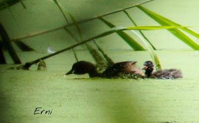 PASEANDO POR LAS MARISMAS DE ASTILLERO
