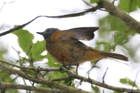 Ladrillito (Mionectes rufiventris)