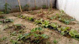 ¡Tenemos un huerto! ¡Tenemos un huerto!