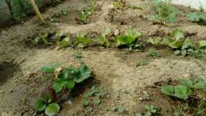 ¡Tenemos un huerto! ¡Tenemos un huerto!