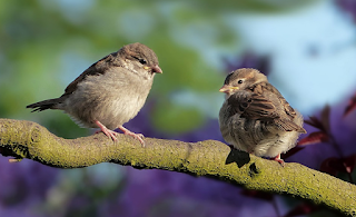 De la hojita del calendario De la hojita del calendario