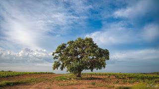 Woodzymes un nuevo y prometedor proyecto Europeo