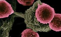 Las Células T Fetales son la Primera línea de Defensa en Adultos