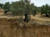 fertilidad suelo olivar