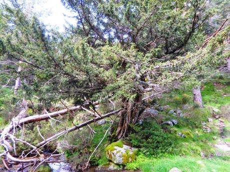 ARROYO DE LAS ZORRAS