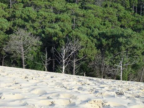 bosque duna pilat francia arboles muertos pinar
