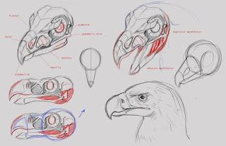 An Atlas of animal anatomy for artists