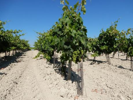 ATENEO DEL VINO: VISITA A LA VIÑA «EL MAJUELO» DEL PAGO MACHARNUDO, A LAS BODEGAS FUNDADOR Y COMIDA EN LA «TAPERÍA FUNDADOR»