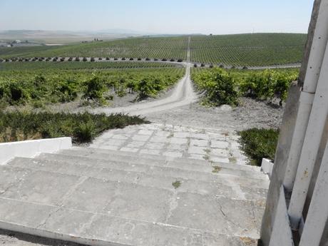 ATENEO DEL VINO: VISITA A LA VIÑA «EL MAJUELO» DEL PAGO MACHARNUDO, A LAS BODEGAS FUNDADOR Y COMIDA EN LA «TAPERÍA FUNDADOR»